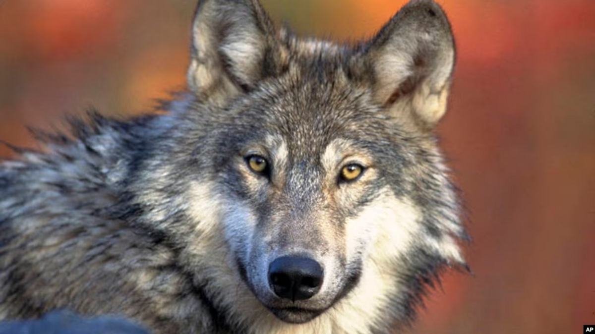 Endangered Mexican Wolf Population Makes Strides in US