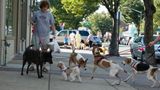 Virginia police find sausages embedded with fish hooks, suspected culprit targeted dogs, owners