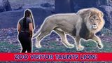 Zoo Visitor Taunts Lion!