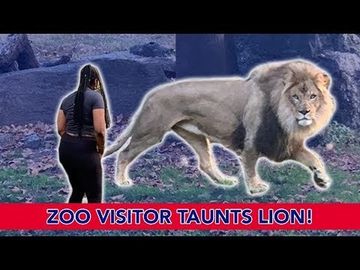 Zoo Visitor Taunts Lion!