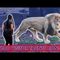 Zoo Visitor Taunts Lion!