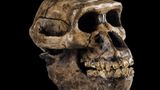 Scientists say ‘single amino acid’ may explain major cognitive shift from neanderthals to humans