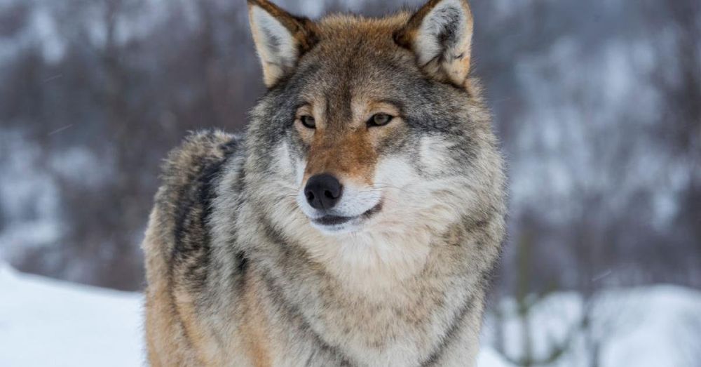 Feds appeal to remove endangered species status for gray wolf