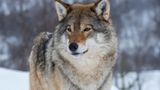 Feds appeal to remove endangered species status for gray wolf