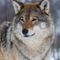 Wisconsin tribes sue to stop wolf hunt, claim it violates treaties