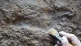 Ancient footprints in New Mexico push human colonization of North America back thousands of years