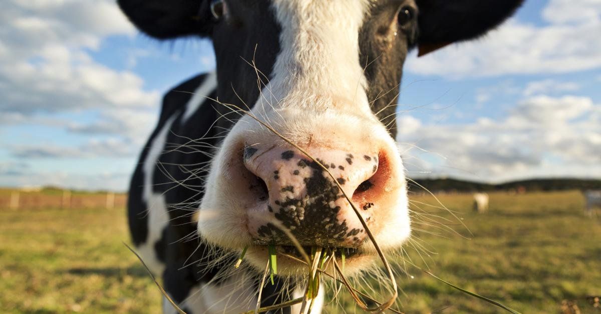 Dutch farmers protest climate regulations on livestock amid looming global food crisis - Real America's Voice News