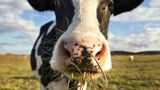 Dutch farmers protest climate regulations on livestock amid looming global food crisis