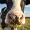 As processing prices spike, some ranchers build their own plants as a workaround
