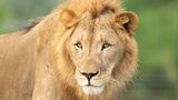 Lions and tigers at National Zoo being treated for COVID-19