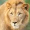 Lions and tigers at National Zoo being treated for COVID-19