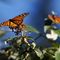 States, Conservationists to Sue to Stop Changes to Endangered Species Act