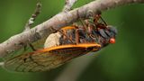 Massospora fungus in cicadas acts as psychedelic; could it effect their population?
