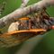Massospora fungus in cicadas acts as psychedelic; could it effect their population?