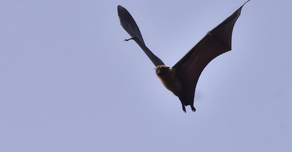 Canadian boy dies of rabies after he woke up with a bat on his face