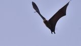 Canadian boy dies of rabies after he woke up with a bat on his face