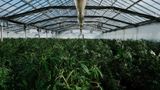 Officials find new smuggled Chinese import potentially deadly to Americans, pesticides on marijuana