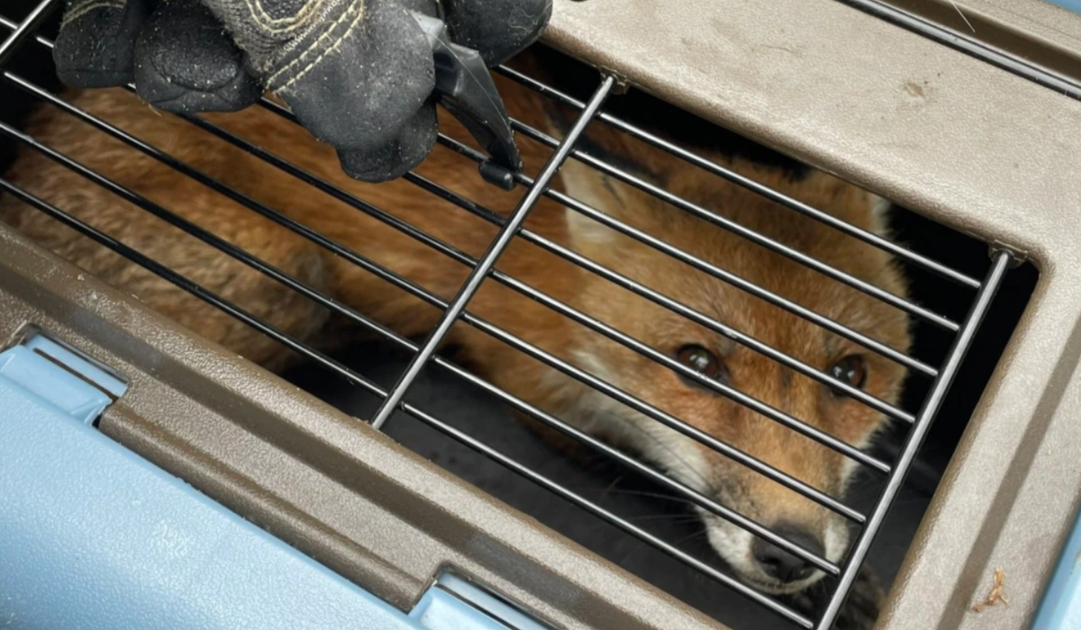Red Fox Terrorizes Humans in US Capitol Rampage