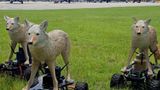Army using latest military technology to reduce aircraft birdstrikes – 'Coyote Rover' drones