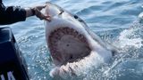 Mexican diver decapitated by great white shark in first fatal shark attack of 2023