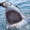 Mexican diver decapitated by great white shark in first fatal shark attack of 2023