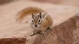 Plague in chipmunks causes alarm, closing down tourist areas in Lake Tahoe