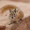 Plague in chipmunks causes alarm, closing down tourist areas in Lake Tahoe