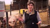 The hogs are back in new Joni Ernst ad