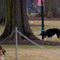 Bidens' dogs return to Delaware after one has White House 'biting incident,' report
