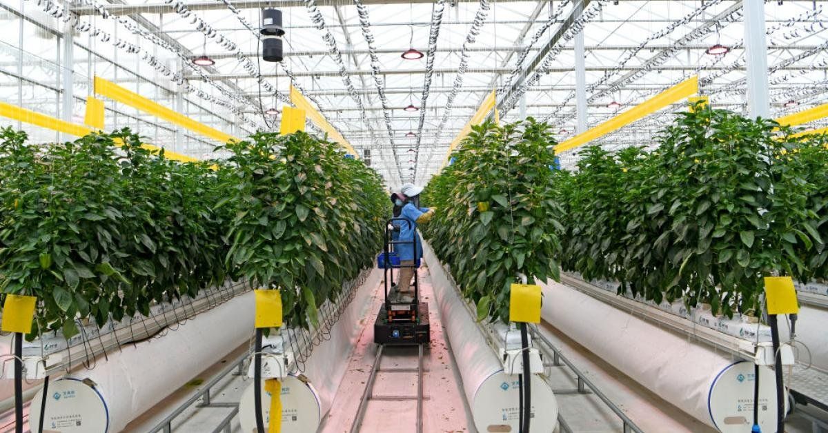 Farmers able to grow crops year-round with hydroponic greenhouses - Real America's Voice News