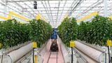 Farmers able to grow crops year-round with hydroponic greenhouses