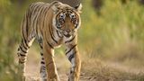 Ohio zoo tiger dies of COVID-19