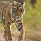 Ohio zoo tiger dies of COVID-19