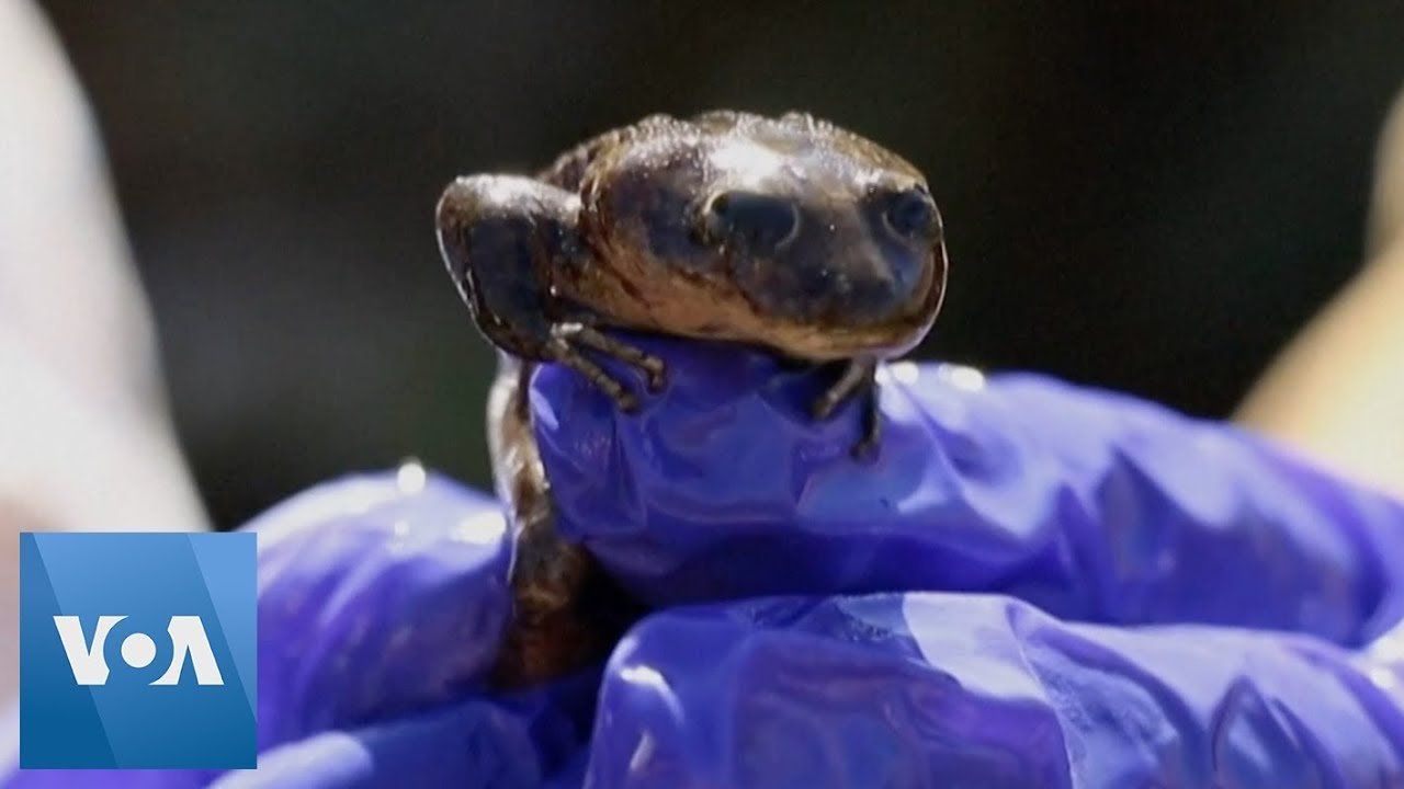 Chilean Zoo Removes Critically Endangered Frogs From Wild to Save Species