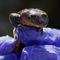 Chilean Zoo Removes Critically Endangered Frogs From Wild to Save Species