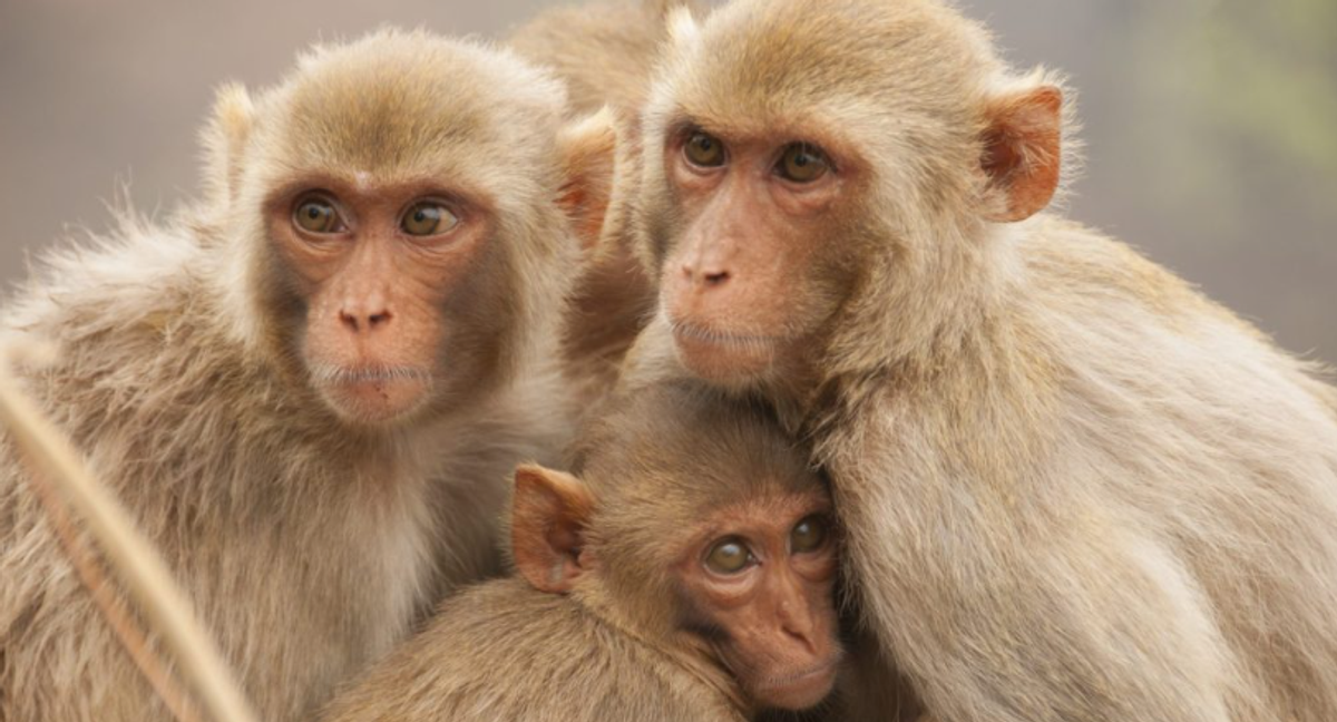 Total Governmental Incompetence: Monkeys Still on the Lam and Arizona Ballots STILL Uncounted