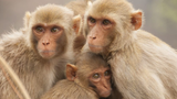 Total Governmental Incompetence: Monkeys Still on the Lam and Arizona Ballots STILL Uncounted