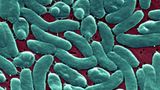 Five people die from flesh-eating bacteria in Louisiana, health officials say