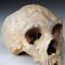 Scientists announce ‘previously unknown’ human ancestor that interbred with modern humans