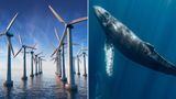 Granholm ‘all in’ on wind farms days after dismissing potential risks for whale population