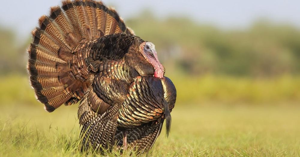 Cost of Thanksgiving dinner up 25% since 2019, new report