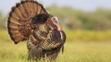 Wisconsin’s minimum mark-up law made Thanksgiving more expensive