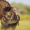 Turkey farmers warn that labor shortages could lead to Thanksgiving woes