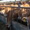 Rancher gets more than a decade in prison for falsely selling $244 million worth of 'ghost cattle'