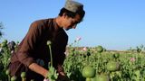 China backs Taliban efforts to end opium production