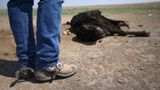 Authorities say extreme heat responsible for wave of cattle deaths in Kansas