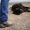 Authorities say extreme heat responsible for wave of cattle deaths in Kansas