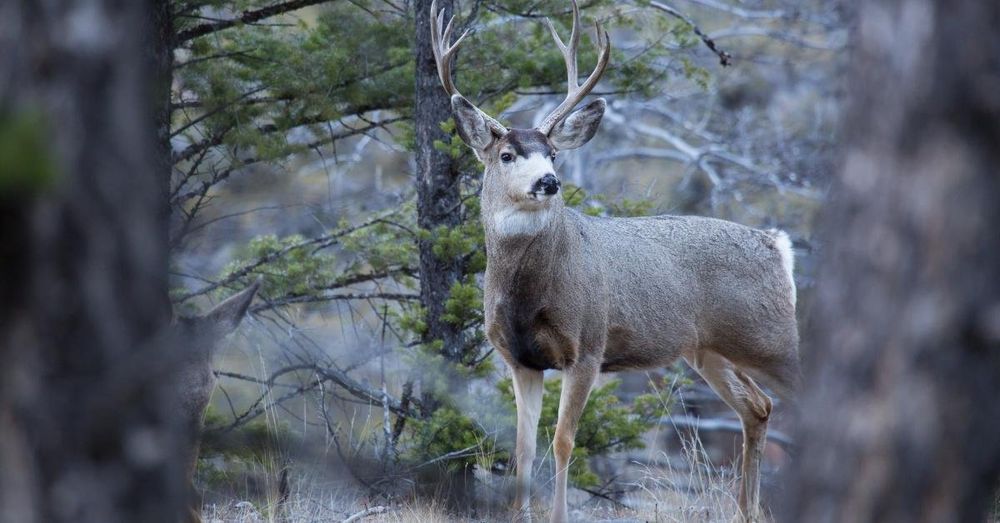 Hunter charged with manslaughter after he allegedly shot a woman he mistook for a deer