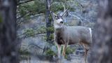 Scientists raise alarm about 'zombie deer disease' in Yellowstone jumping to humans