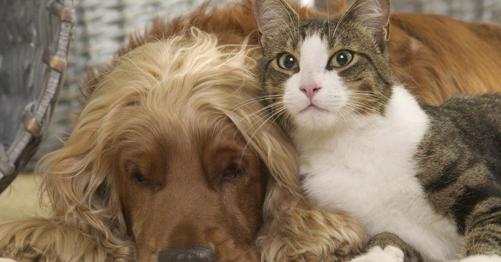 Americans' poor health is now hurting the pets in whom the seek comfort, authorities warn